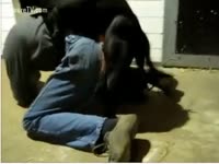 Big dark dog sodomized his slavemaster